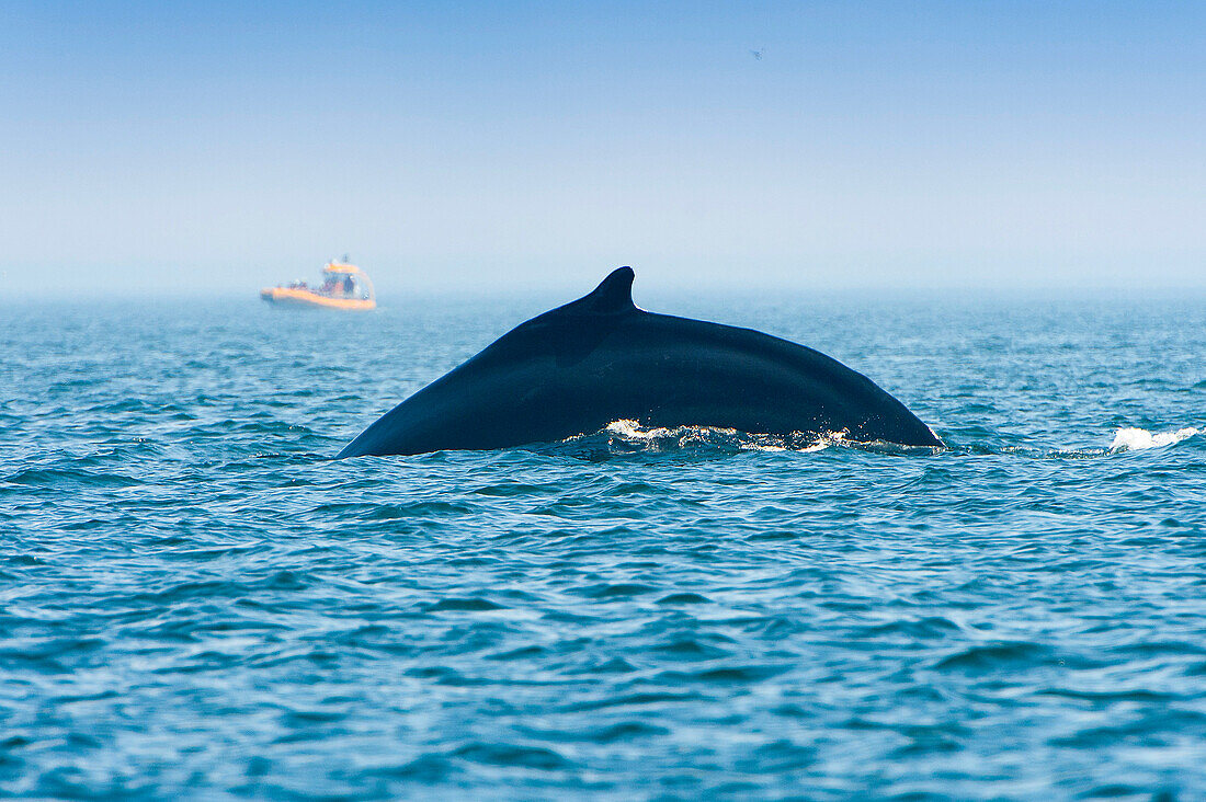 Canada, Province of Quebec. Estuary of the Saint Laurent. Tadoussac, world capital of whale watching. Back of a humpback whale getting ready to dive