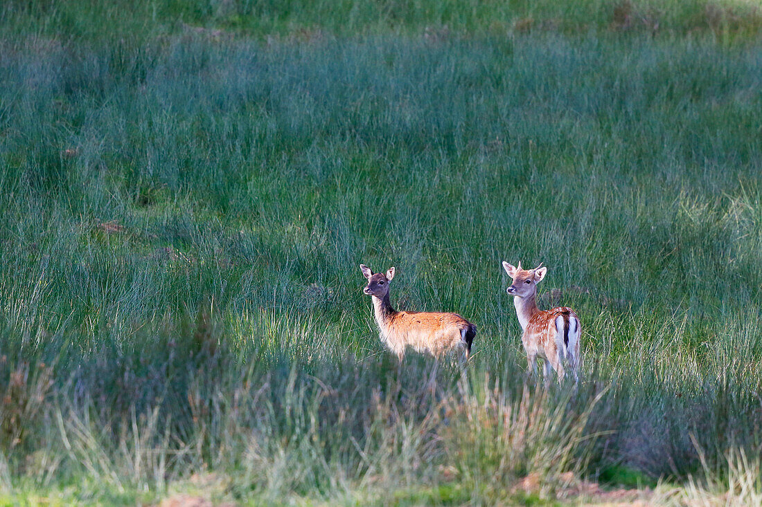 France, Burgundy, Yonne. Area of Saint Fargeau and Boutissaint. Young stags (fawn on the left and daguet on the right) in a meadow.