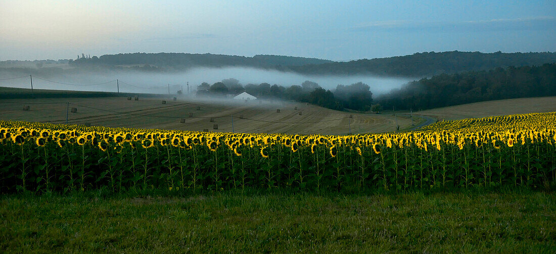 France, Dordogne, misty morning on a sunflower field in Bourdeilles