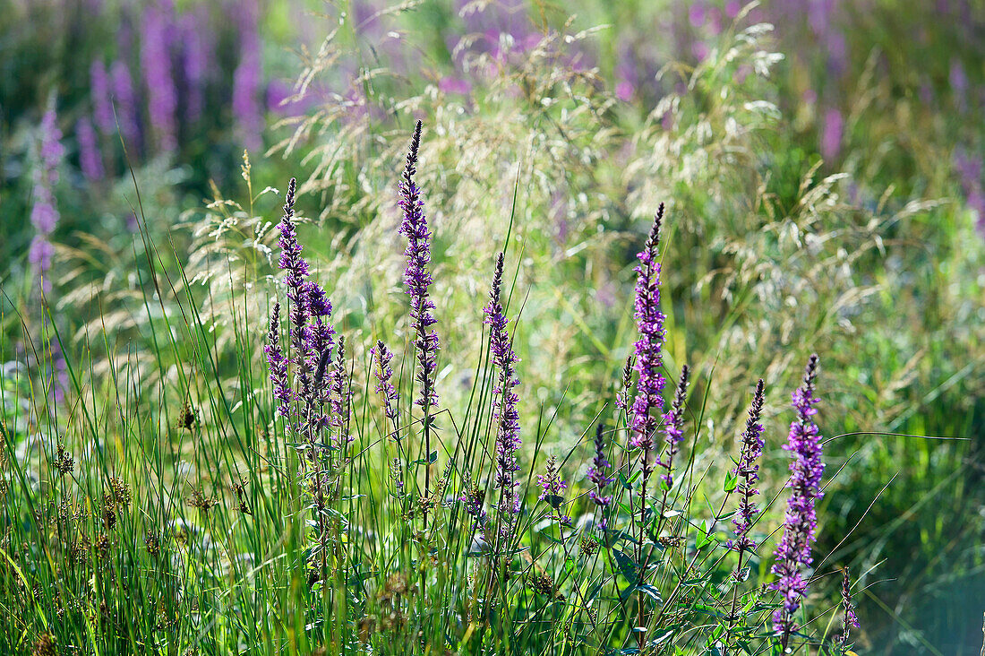 France. Hautes Alpes. Field of flowers in the Champsaur (fragrant orchid)