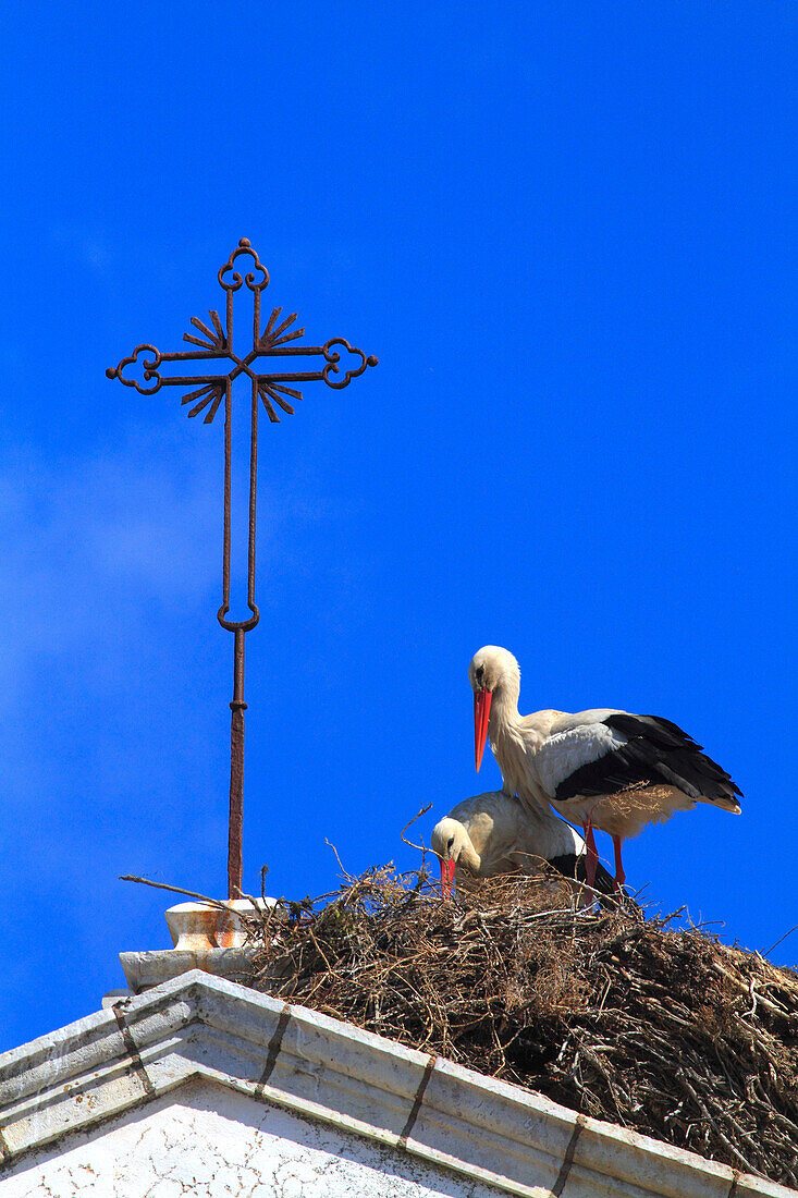Portugal, Algarve. Faro. Storks in their nest.
