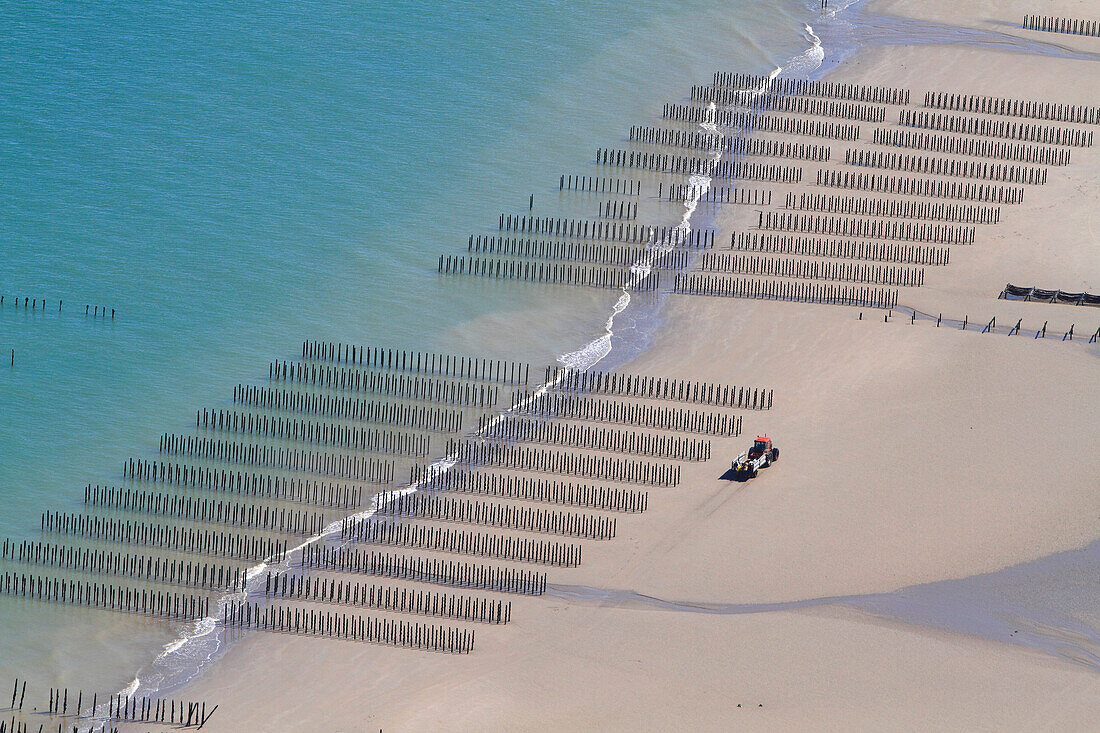 Frankreich, Nordfrankreich, Pas de Calais. Wissant Bucht. Bouchot Muscheln Kultur.