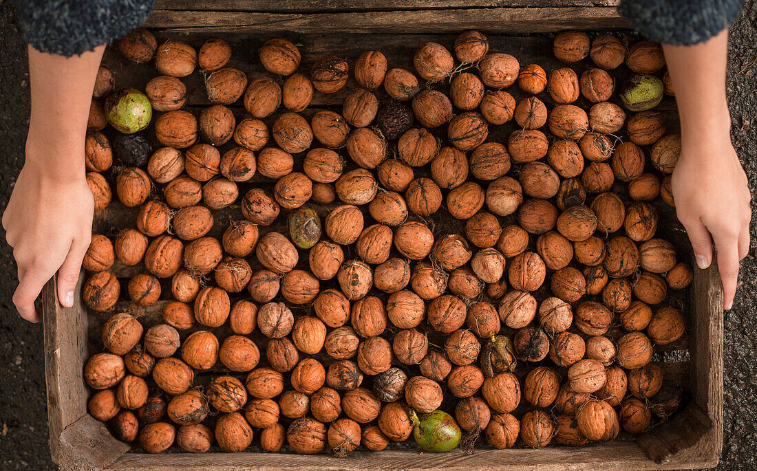 Hands holding walnuts in wooden box
