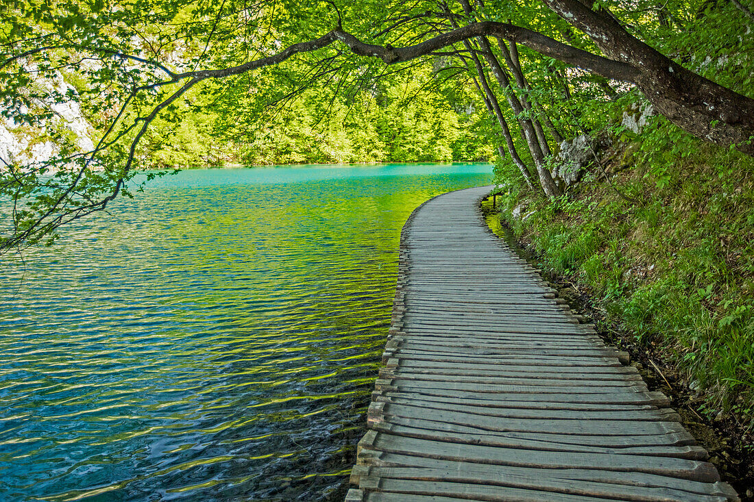 Wooden pathway near water