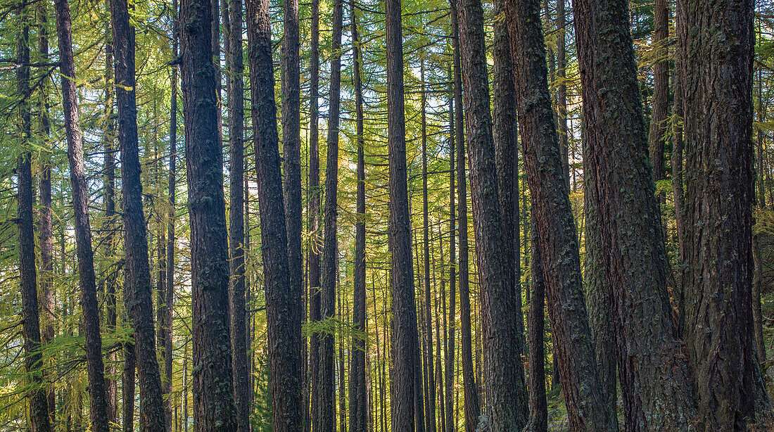 Trees in forest