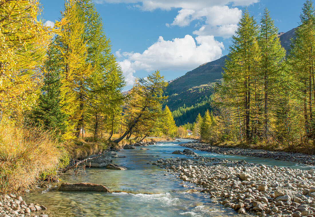 Mountain river and trees in autumn