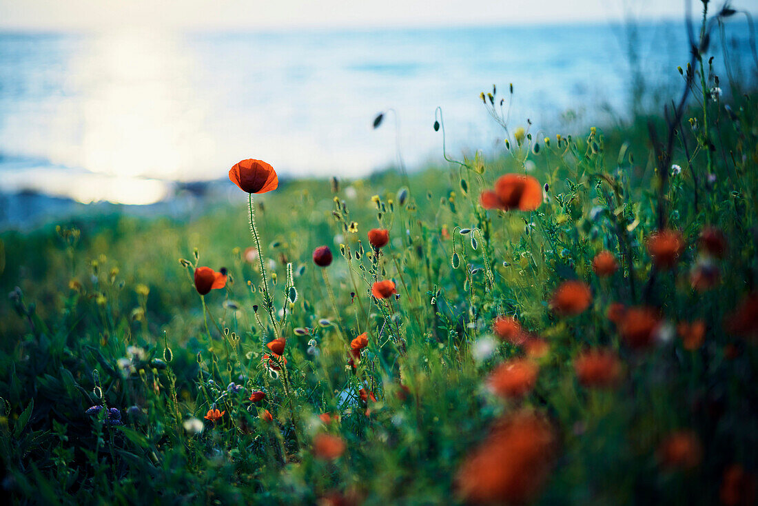 Close up of poppy field