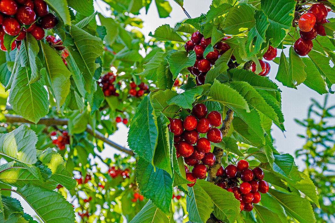 Cherries on tree branch