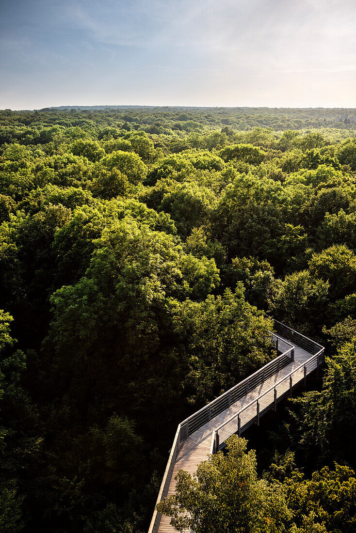 UNESCO World Heritage Old Beech Groves of Germany, Treetop path in Hainich National Park, Thuringia, Germany