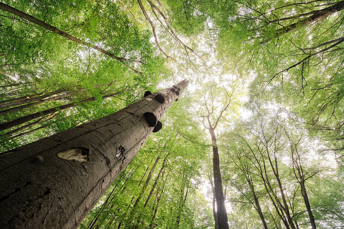 UNESCO Welterbe „Alte Buchenwälder Deutschlands“, abgestorbener Baum, Hainich Nationalpark, Thüringen, Deutschland