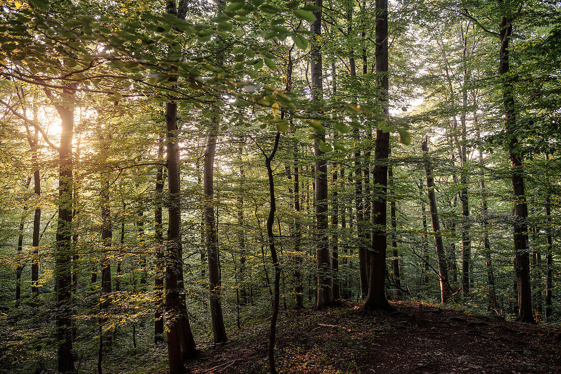 UNESCO Welterbe „Alte Buchenwälder Deutschlands“, Hainich Nationalpark, Thüringen, Deutschland