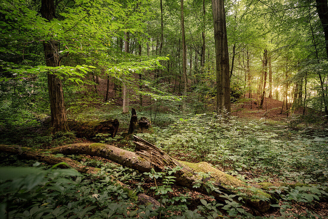 UNESCO World Heritage Old Beech Groves of Germany, Hainich National Park, Thuringia, Germany