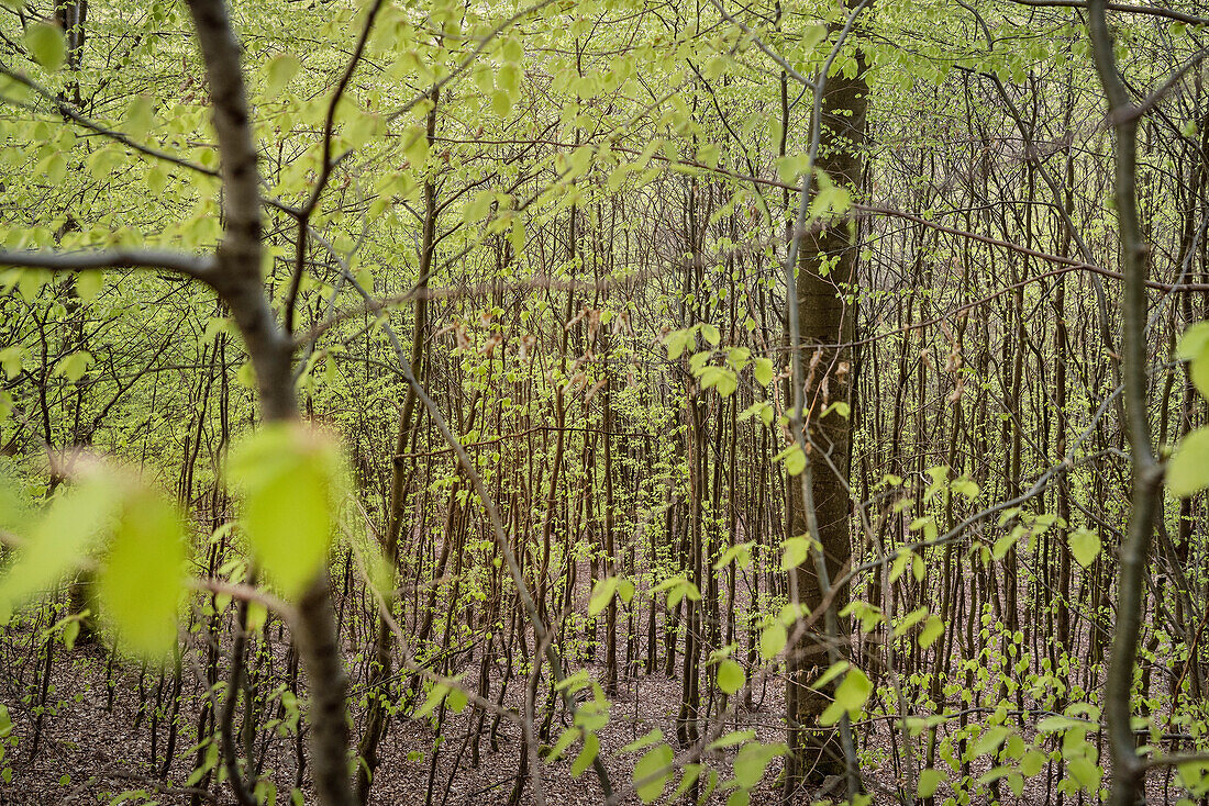 UNESCO Welterbe „Alte Buchenwälder Deutschlands“, Kellerwald Edersee Nationalpark, Hessen, Deutschland