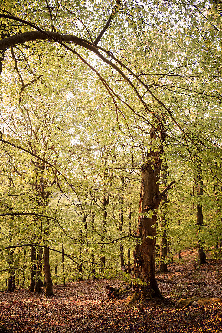 UNESCO Welterbe „Alte Buchenwälder Deutschlands“, Kellerwald Edersee Nationalpark, Hessen, Deutschland