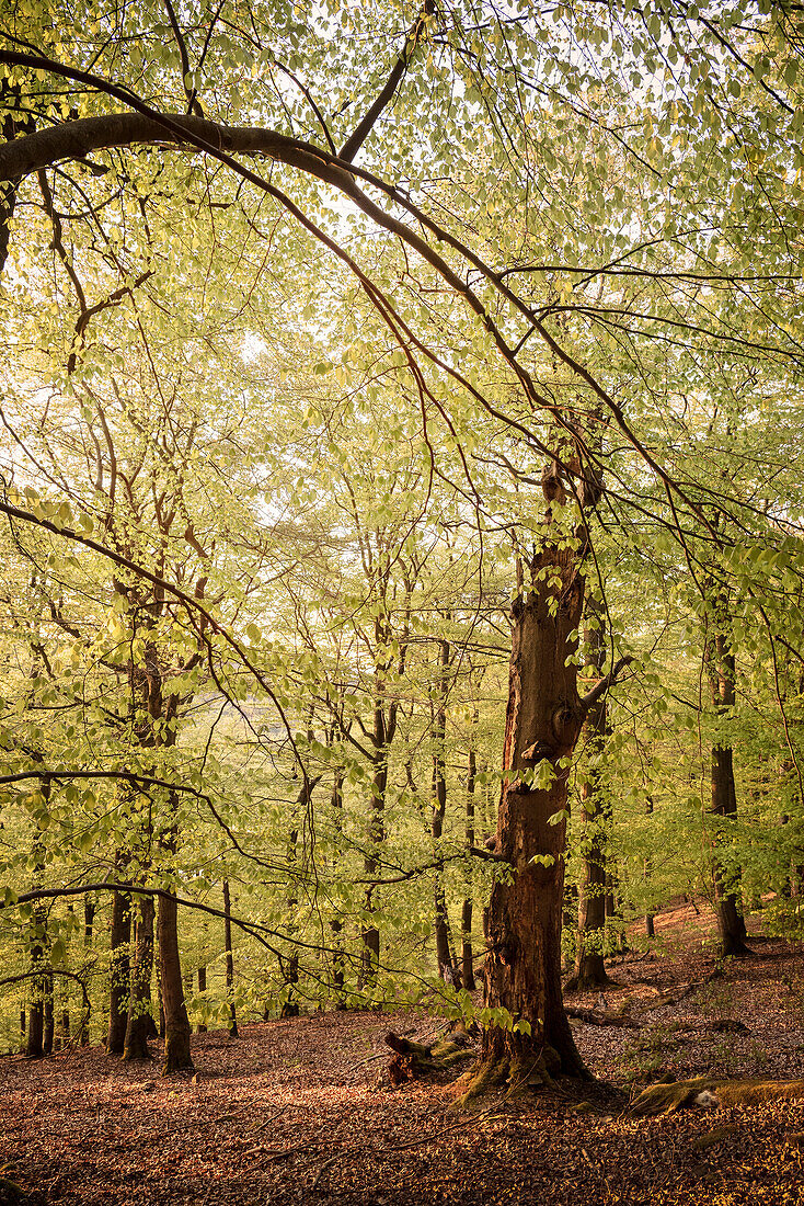 UNESCO World Heritage Old Beech Groves of Germany, Kellerwald Edersee National Park, Hesse, Germany