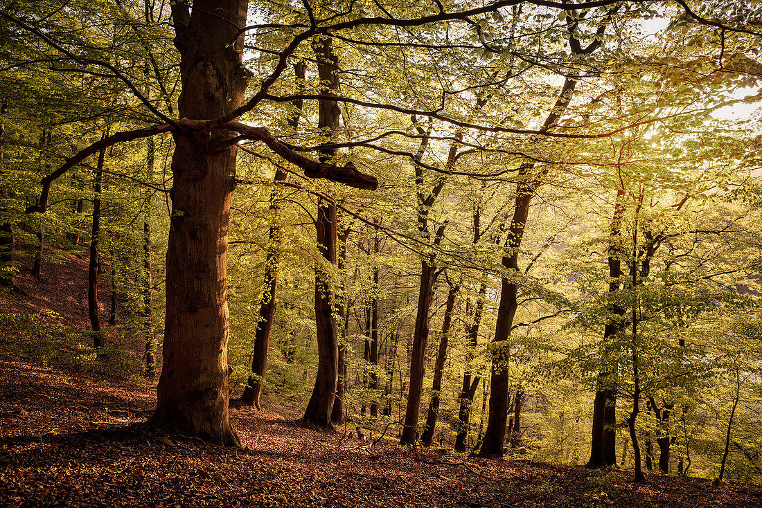 UNESCO World Heritage Old Beech Groves of Germany, Kellerwald Edersee National Park, Hesse, Germany