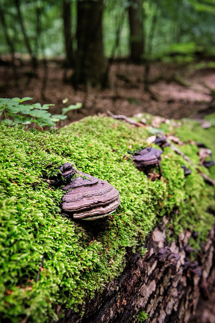 UNESCO Welterbe „Alte Buchenwälder Deutschlands“, Serrahn, Müritz Nationalpark, Mecklenburg-Vorpommern, Deutschland
