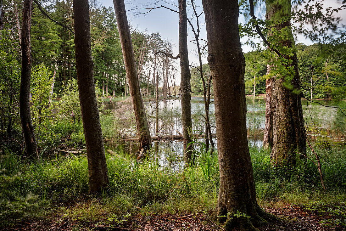 UNESCO Welterbe „Alte Buchenwälder Deutschlands“, Serrahn, Müritz Nationalpark, Mecklenburg-Vorpommern, Deutschland