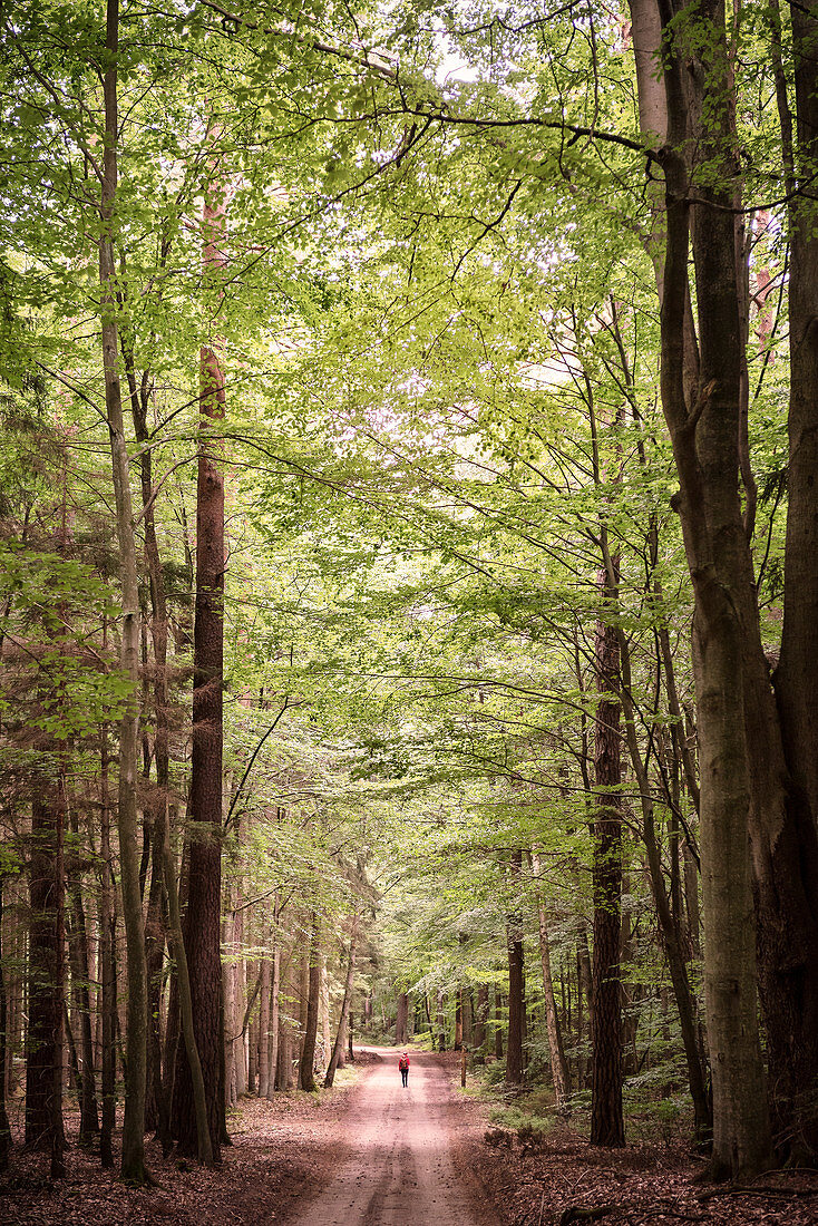 UNESCO World Heritage Old Beech Groves of Germany, Serrahn, Mueritz National Park, Mecklenburg-West Pomerania, Germany
