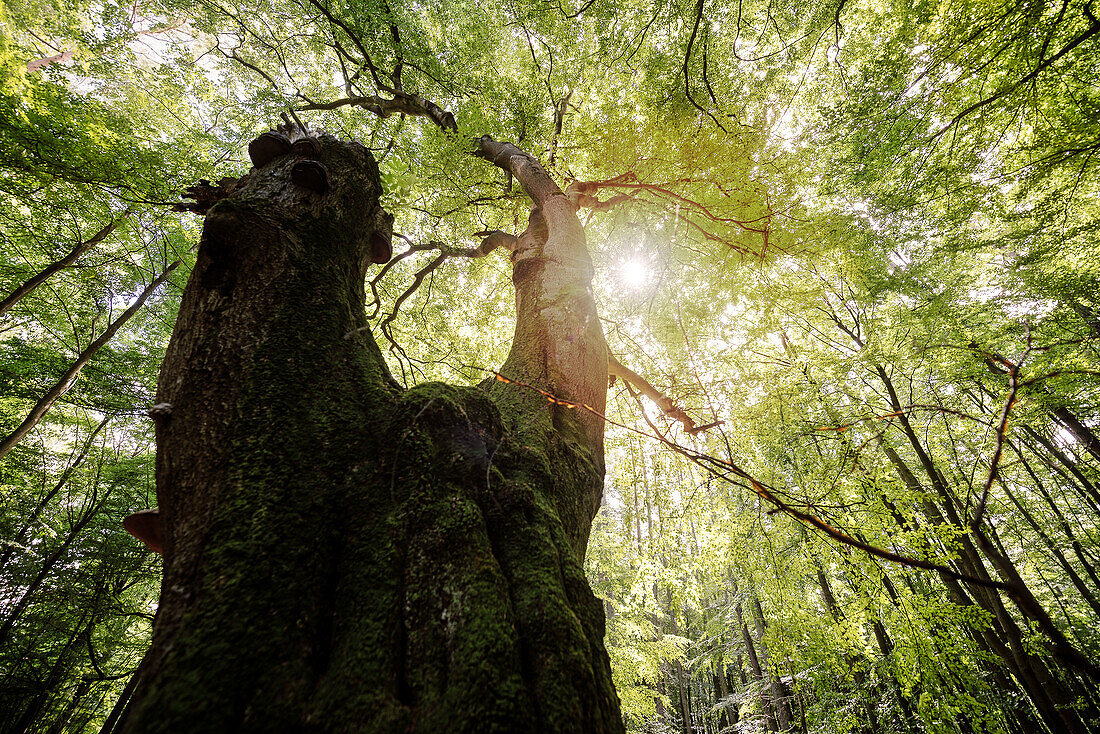 UNESCO Welterbe „Alte Buchenwälder Deutschlands“, Serrahn, Müritz Nationalpark, Mecklenburg-Vorpommern, Deutschland