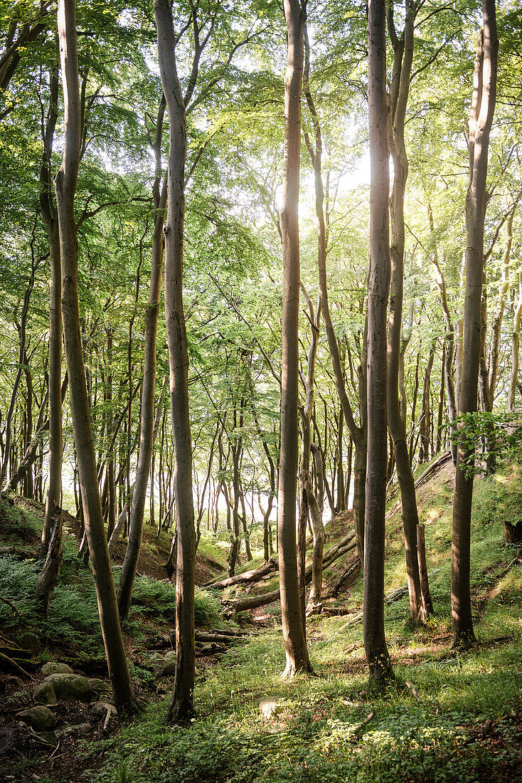 UNESCO World Heritage Old Beech Groves of Germany, Jasmund National Park, Ruegen Island, Mecklenburg-West Pomerania, Germany, Baltic Sea