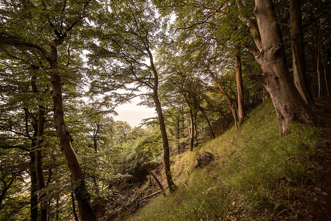 UNESCO World Heritage Old Beech Groves of Germany, Jasmund National Park, Ruegen Island, Mecklenburg-West Pomerania, Germany, Baltic Sea