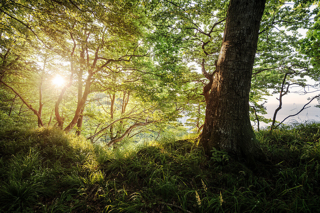 UNESCO World Heritage Old Beech Groves of Germany, Jasmund National Park, Ruegen Island, Mecklenburg-West Pomerania, Germany, Baltic Sea