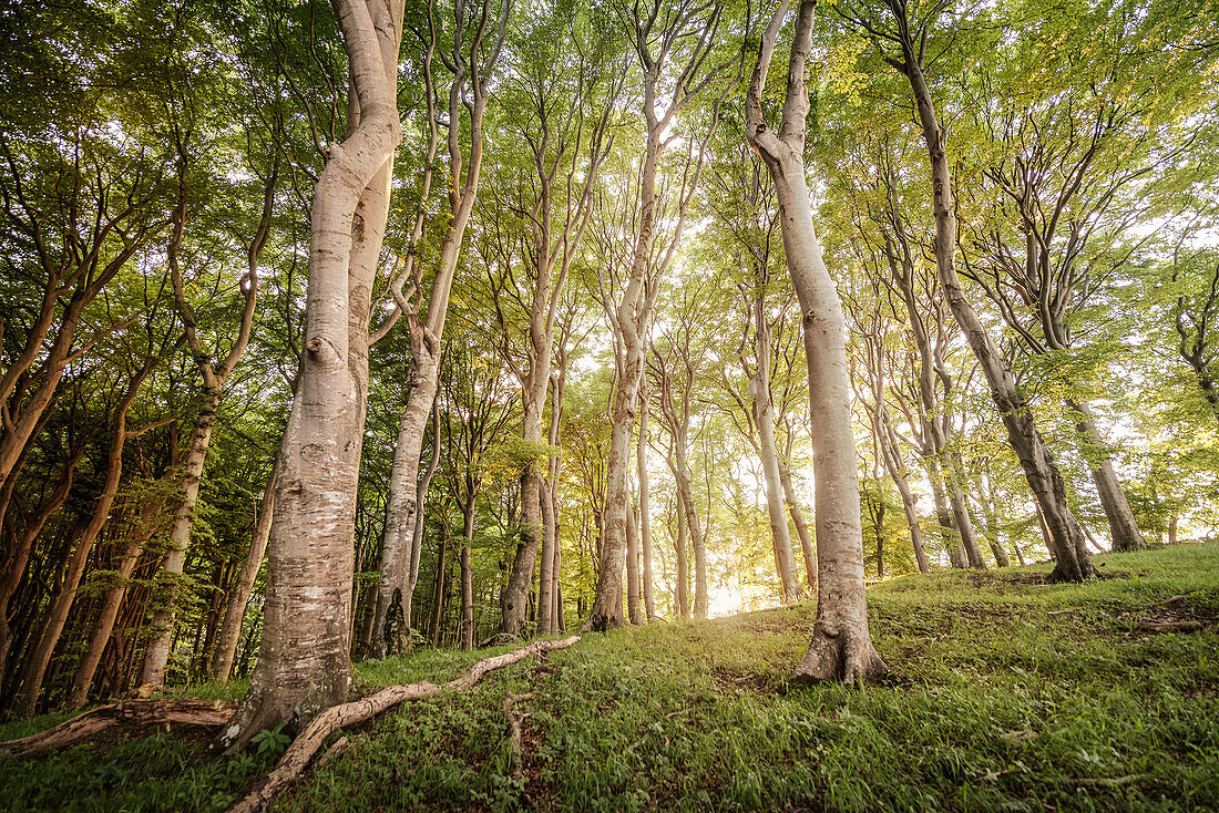 UNESCO Welterbe „Alte Buchenwälder Deutschlands“, Jasmund Nationalpark, Insel Rügen, Mecklenburg-Vorpommern, Deutschland, Ostsee