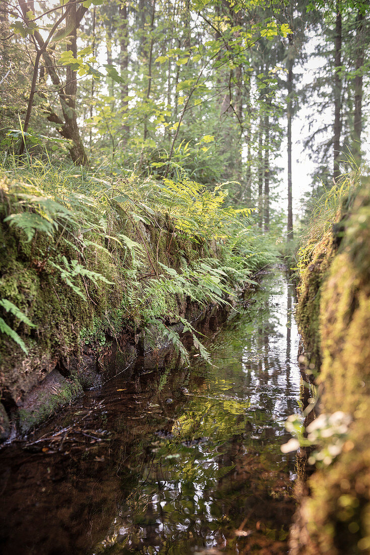 UNESCO World Heritage historic water supply and distribution of Harz mountain area, open water channel system, around Goslar, Lower Saxony, Germany