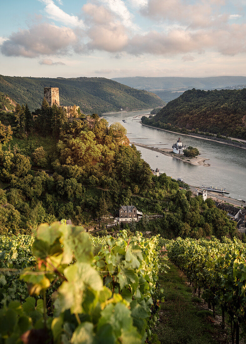 UNESCO World Heritage Upper Rhine Valley, castle Gutenfels and castle Pfalzgrafenstein, grapevine, Rhineland-Palatinate, Germany