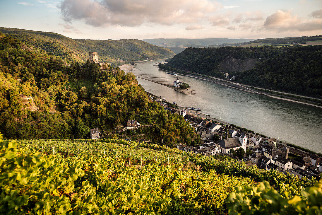UNESCO World Heritage Upper Rhine Valley, Gutenfels castle and Pfalzgrafenstein castle, grapevine, Rhineland-Palatinate, Germany