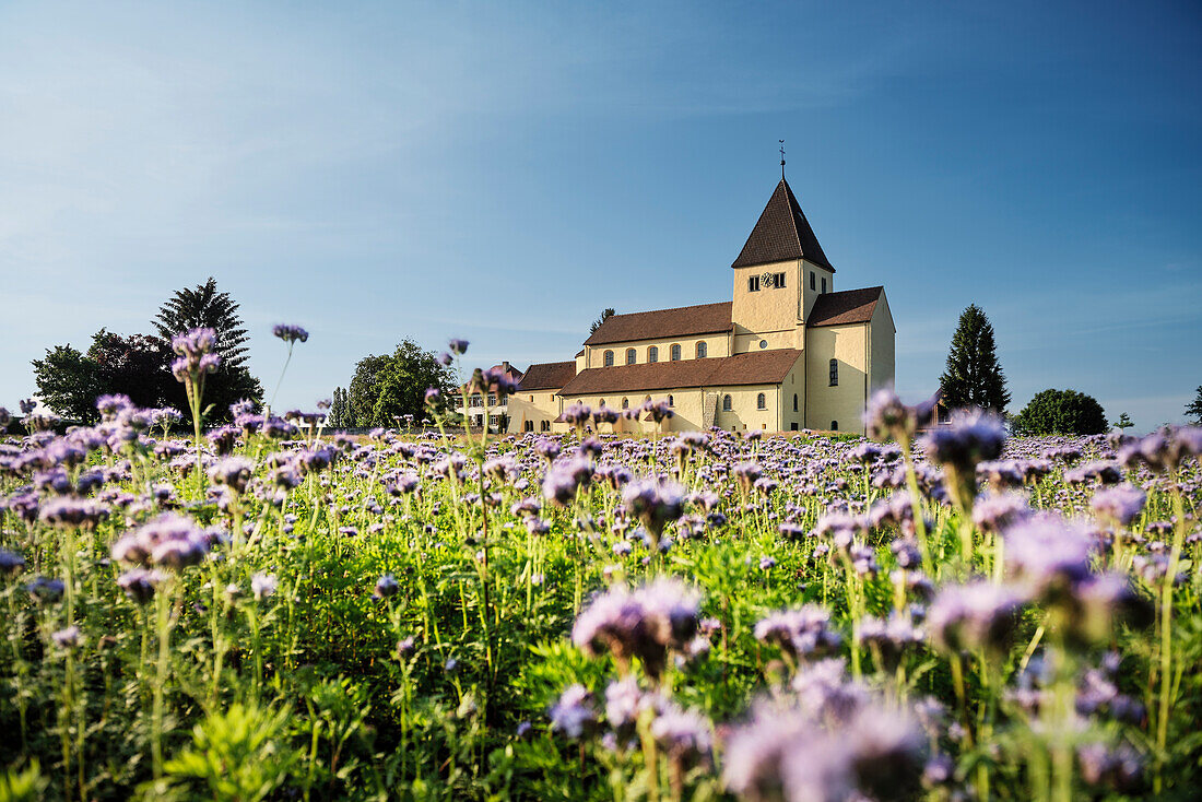 UNESCO Welterbe Klosterinsel Reichenau, Basilika St. Georg in Oberzell, blühende Blumenwiese, Insel Reichenau im Bodensee, Baden-Württemberg, Deutschland