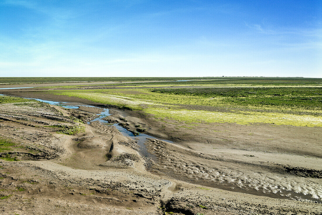 UNESCO Weltnaturerbe Wattenmeer, Salzwiese auf Vogelinsel Scharhörn bei Insel Neuwerk, Bundesland Hamburg, Deutschland, Nordsee