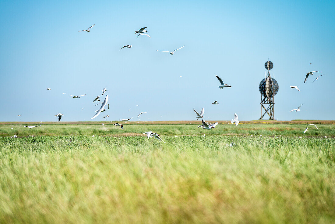 UNESCO Weltnaturerbe Wattenmeer, Salzwiese, Insel Neuwerk, Bundesland Hamburg, Deutschland, Nordsee