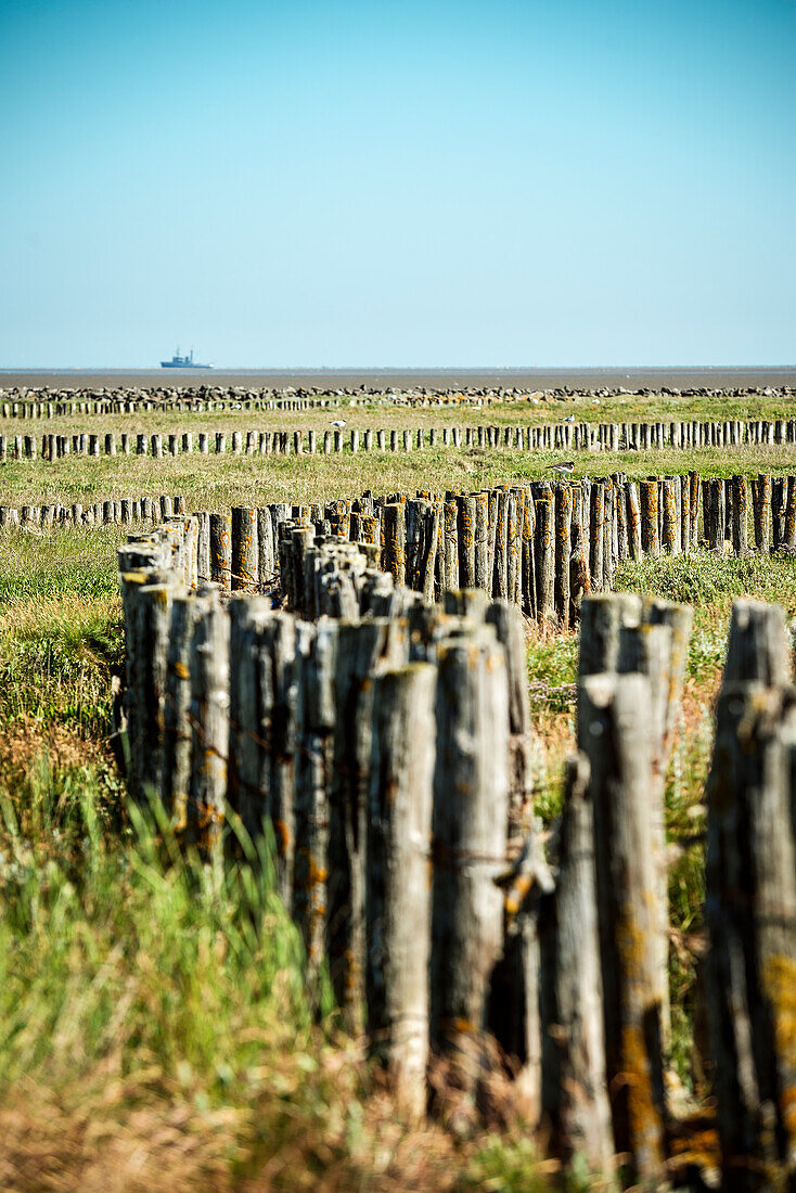 UNESCO World Heritage the Wadden Sea, salt meadow, Neuwerk Island, federal state Hamburg, Germany, North Sea