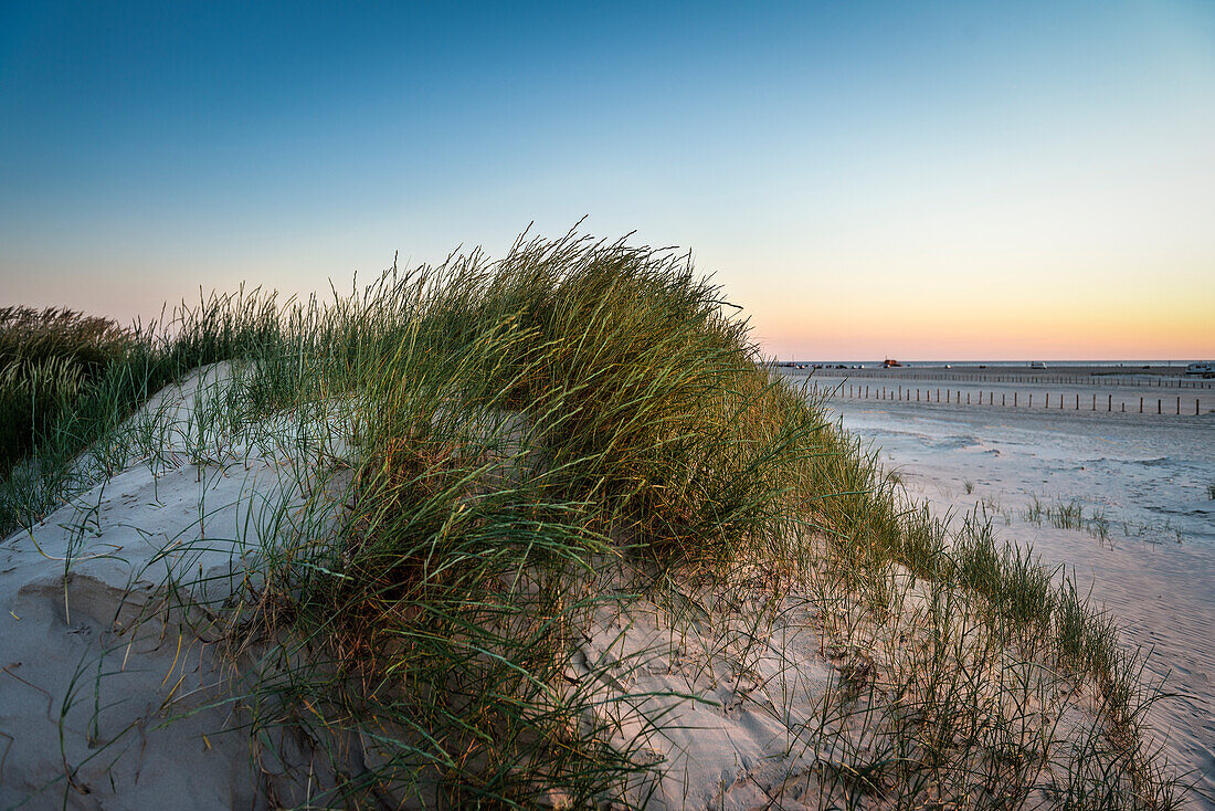 UNESCO World Heritage the Wadden Sea, sand dune on the beach of St. Peter-Ording, Schleswig-Holstein, Germany, North Sea