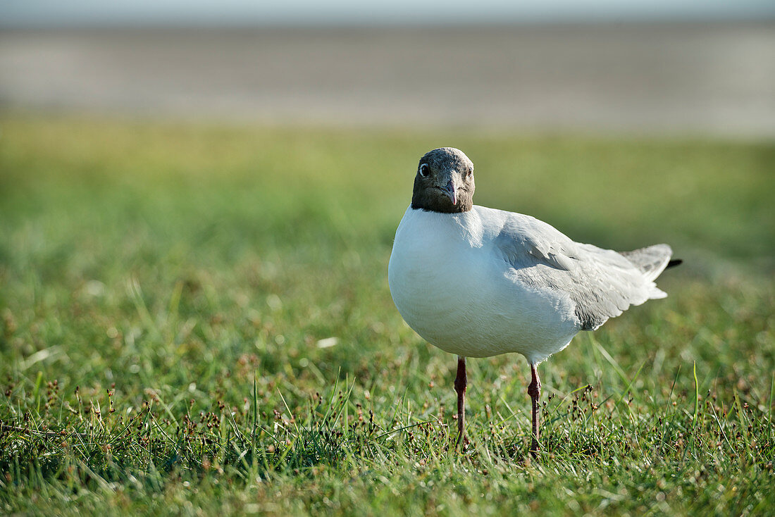 UNESCO Weltnaturerbe Wattenmeer, Möwe, Westerhever, Schleswig-Holstein, Deutschland, Nordsee