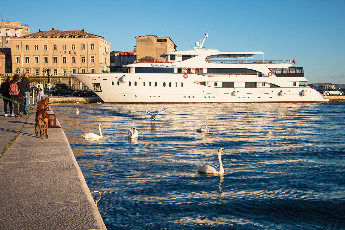 Cruise ship MS Romantic Star (Reisebüro Mittelthurgau) at pier with dog looking at white swans, Šibenik, Šibenik-Knin, Croatia