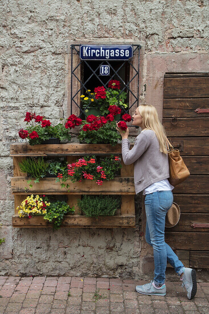 Beautiful blond woman smells red roses on window sill of half-timbered house in Altstadt old town, Bad Orb, Spessart-Mainland, Hesse, Germany