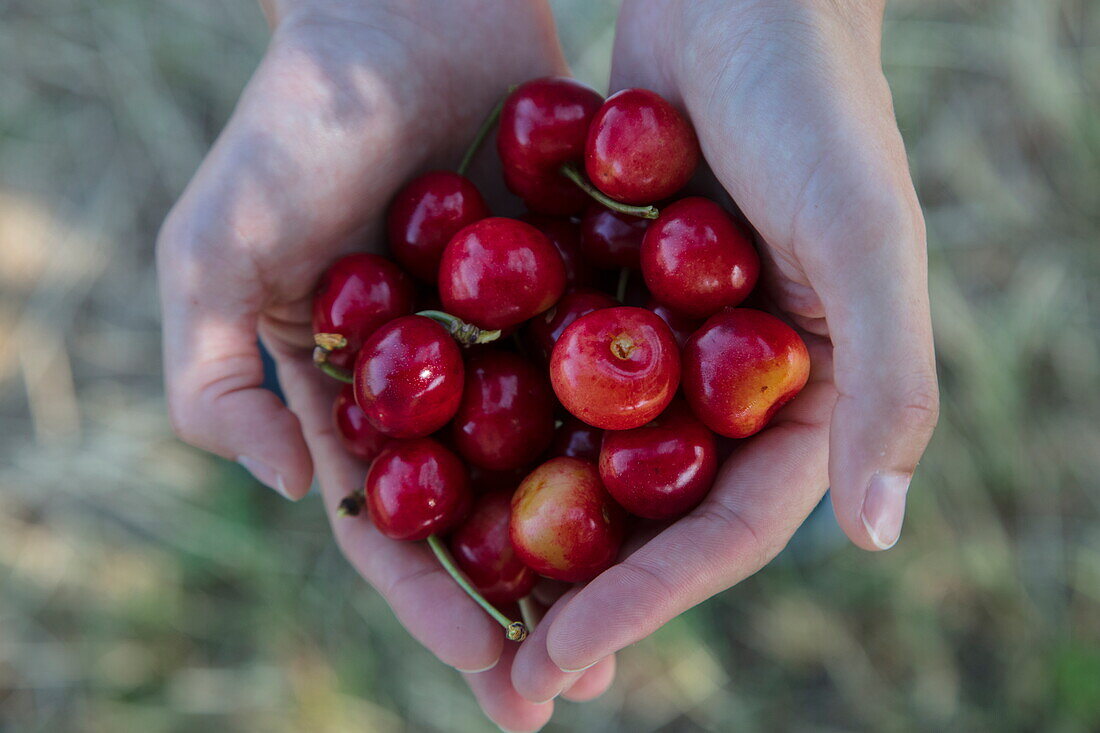 Hands of woman holding freshly-picked cherries, near Mömbris, Spessart-Mainland, Franconia, Bavaria, Germany