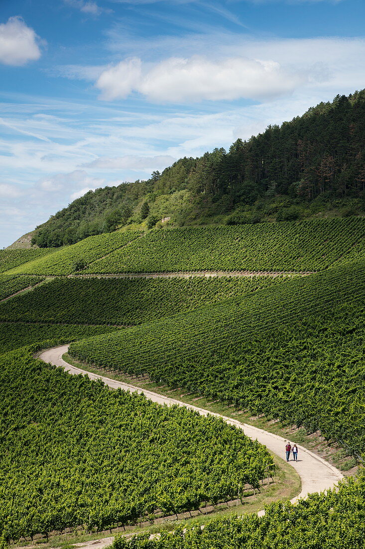 Couple hikes along road through vines at Iphöfer Julius-Echter-Berg vineyard, Iphofen, Franconia, Bavaria, Germany