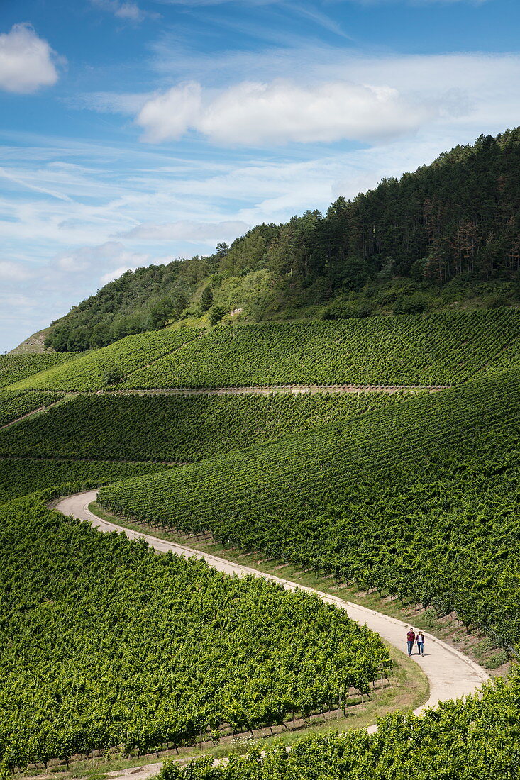 Paar wandert auf Straße entlang Reben am Weinberg Iphöfer Julius-Echter-Berg, Iphofen, Fränkisches Weinland, Franken, Bayern, Deutschland, Europa