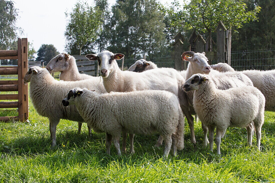Bentheimer Landschafe sheep in paddock near Lake Versener Heidesee, near Meppen, Emsland, Lower Saxony, Germany