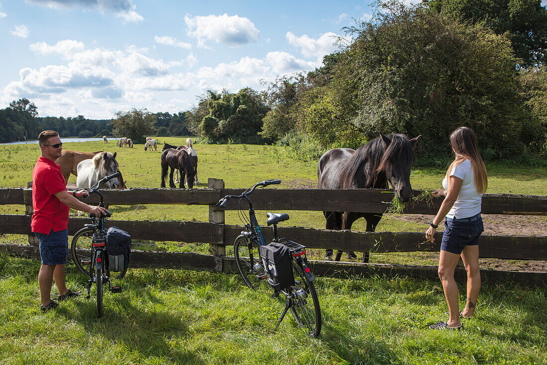 Paar mit Fahrrädern begrüßt Pferden auf einer Koppel am Ufer der Ems, nahe Haren (Ems), Emsland, Niedersachsen, Deutschland, Europa