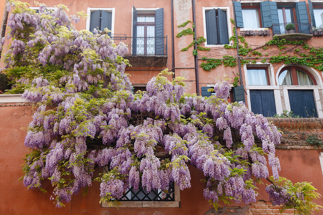 wisteria, climbing plant, facade with windows, Venezia, Venice, UNESCO World Heritage Site, Veneto, Italy, Europe