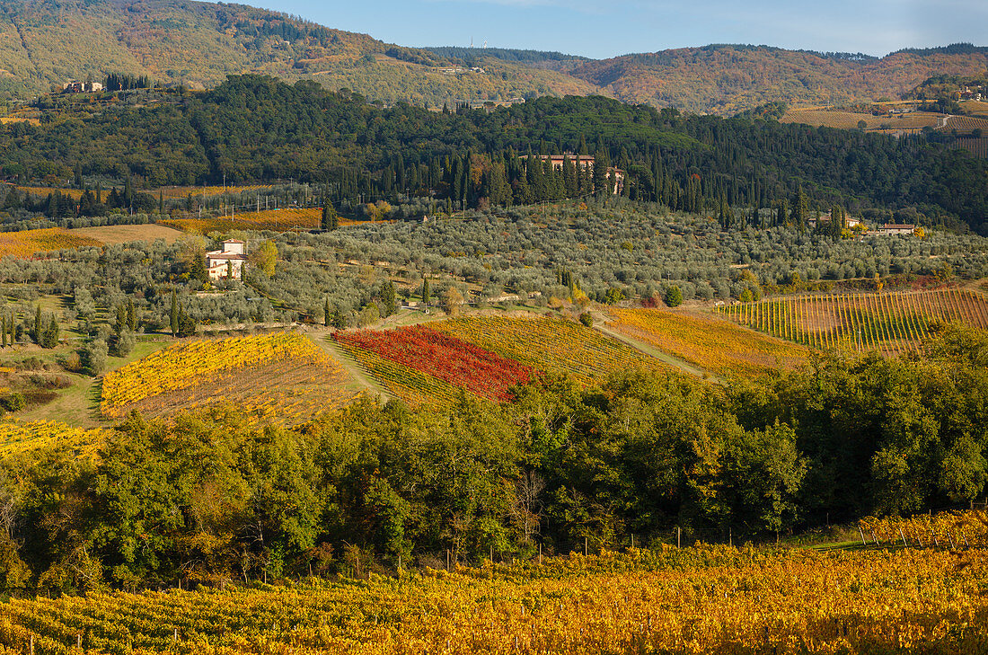 Weinberge, Herbst, Landhaus, bei Greve in Chianti, Toskana, Italien, Europa