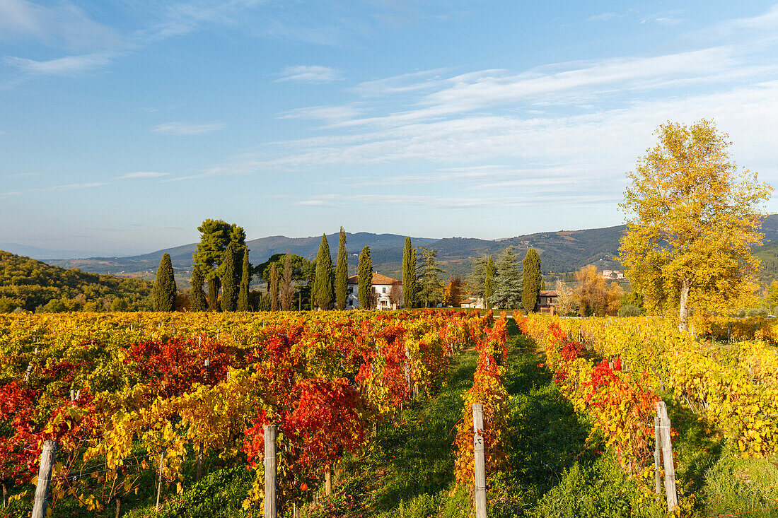 Weinberg, Herbst, Landhaus, Zypressen, bei Greve in Chianti, Toskana, Italien, Europa