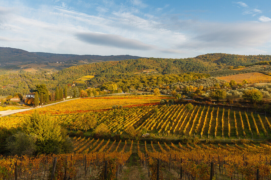 Weinberge, Herbst, Landhaus, bei Greve in Chianti, Toskana, Italien, Europa