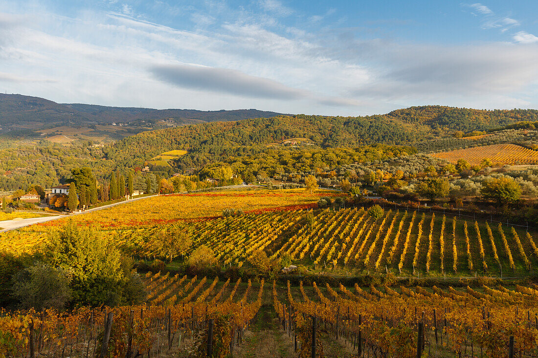 vineyards, autumn, cottage, near Greve in Chianti, Chianti, Tuscany, Italy, Europe