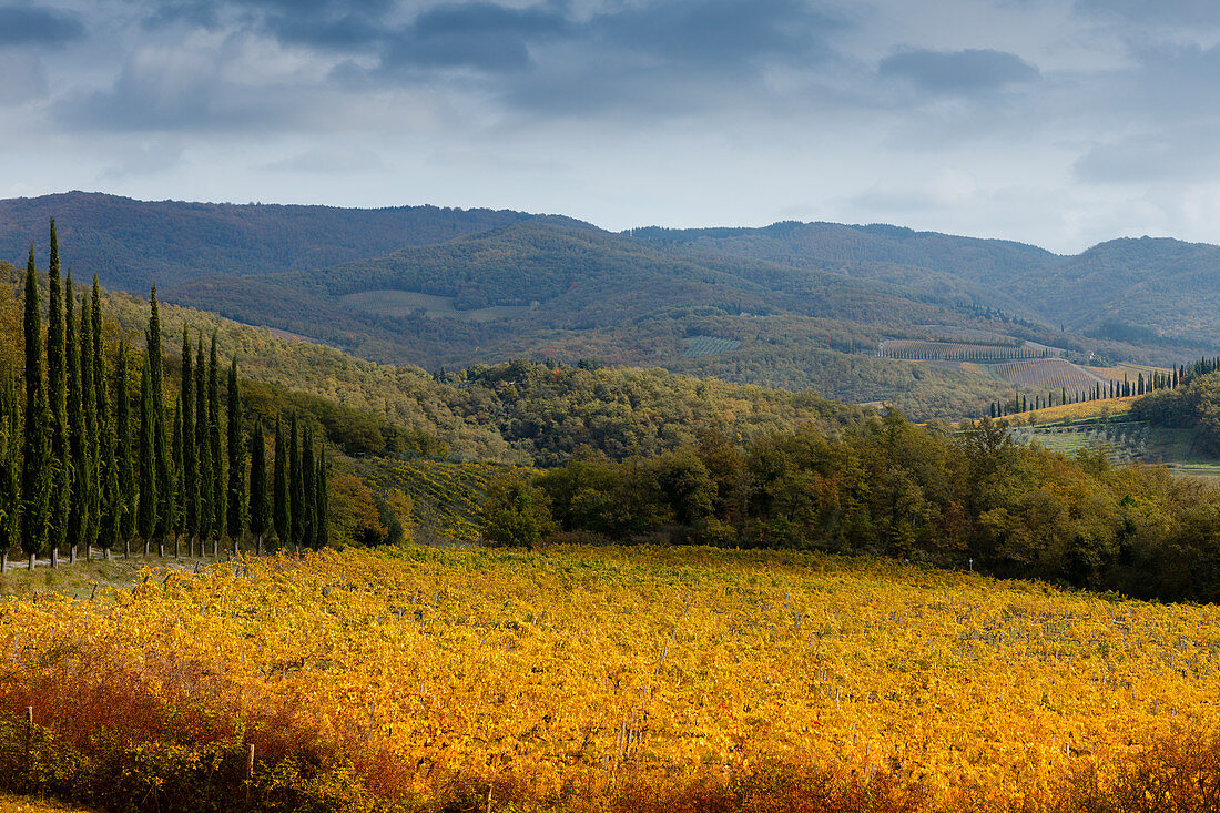 landscape with cypresses and vineyards near Radda in Chianti, autumn, Chianti, Tuscany, Italy, Europe